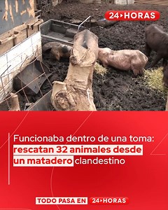 222K views · 2.8K reactions | En pésimas condiciones se encontraron 32 animales que estaban al interior de un matadero clandestino. El lugar funcionaba dentro de una toma en la comuna de Cartagena. Y según la investigación, se faenaba en la misma propiedad sin ningún protocolo sanitario. Los dos cuidadores del recinto fueron detenidos, mientras que los animales serán llevados a Rancagua. | 24horas.cl | Facebook
