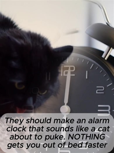 The should make an alarm clock that sounds like a cat about to puke. NOTHING gets you out of bed faster | Animal Rescue Stories