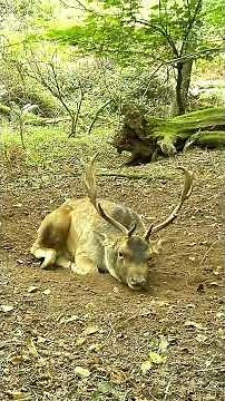A barking fallow deer 🦌🔊 | The call of a fallow stag #natureshorts #ukwildlife #fallowdeer #forest