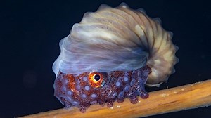 The only octopus with a shell