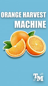 116 reactions | Genius Orange Harvest Machine In Valencia, they use this ingenious machine to collect all the oranges in the tree. But these oranges are too bitter to eat so they are used for other purposes like making parfum. Credits: @ For91Days / YT. makelaarvalencia, fearofpain.jpeg, el_.campesino / IG. fruitfarm999 / TT #tech #technology #engineering #innovative #reels | Tech Moments | Facebook