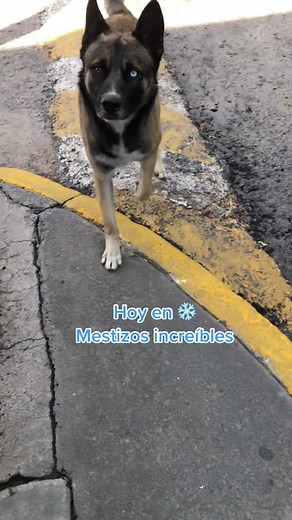 MALUSKY: Malinois Husky Mix - Unique Crossbreed