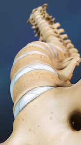 The two lowest segments in the lumbar spine, L5-S1 and L4-L5, carry the most weight and have the most movement, making the area prone to injury. | Spine-health