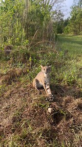 Another Mad Cat that had to be released!! #trapping #bobcat #wildlife #wildlifeconservation #wildanimals #blessedandthankful Trap One The Trapping Classroom | Final Step Trapping