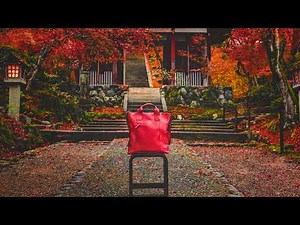 京都 紅葉の絶景(4K) カエデ・エリシア京都 caede|L’ELISIR KYOTO-PV010 泉涌寺 仁和寺 東福寺様他 [KYOTO Autumn Leaves 4K movie-010]