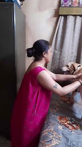 257K views · 2.2K reactions | Coco is angry at Mum. Tries to bite Dad....殺殺 | Puja Chakraborty | Facebook