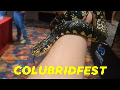 COLUBRIDFEST! More than just a Reptile Expo!