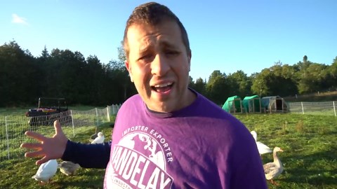 Can ducks really fly on a small family farm?