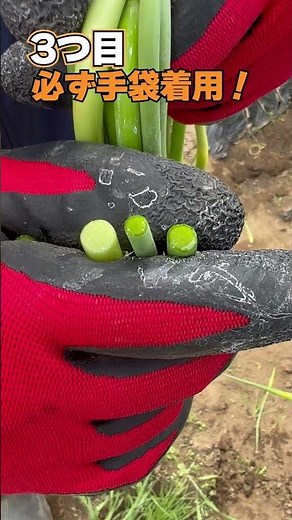 Learn from the pros! How to make garlic bulbs bigger by "pinching off buds" #shorts #garlic #cult...