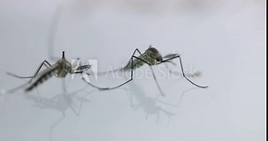 Anopheles mosquito and Mosquito Larva in the order Diptera, Anopheles sp. (Mosquito Larva) in the water for education.