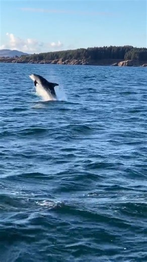 145K views · 2.6K reactions | ⚠️ Bottlenose dolphin sightings from the Isle of Islay! 勞  Instagram.com/islay_sea_adventures | VisitScotland | Facebook