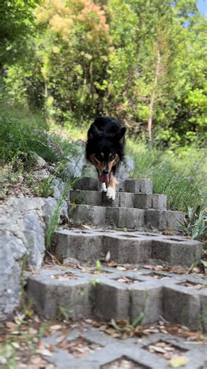 Collie Živi Život 🐶🐶🐶 #bordercollie #solin #endurosolin #hrvatska #4x4 #lito #landrover #extreme