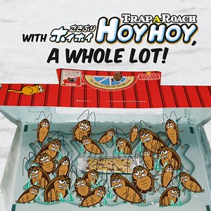 How many roaches can you trap? With Hoy Hoy, a whole lot! With cockroach trap and bait Trap-A-Roach Hoy Hoy, you can trick and trap tons of roaches with just one use! When you’re done, just pull the tab and toss it in the bin, leaving no mess and no toxic chemicals. There’s no fuss, no chemicals, no odor! Using Trap-A-Roach Hoy Hoy is very simple. Just set up the trap around your home and leave it for up to a month. When the cockroaches are stuck, you simply dispose of the traps without handling