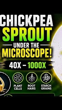 🌱 Chickpea Sprout under the Microscope 🔬 | 40X–1000X | FULL VIDEO