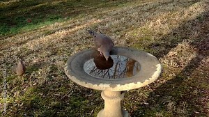 beautiful mourning doves at birdbath Stock Video