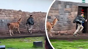Not in a good mood! Angry llama chases annoying tourist