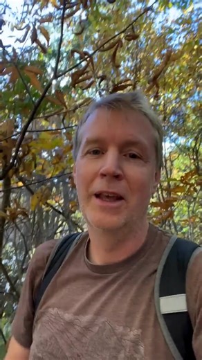 20K views · 413 reactions | Finding your first American chestnut in the wild is an unforgettable moment.  Hal Brindley, TACF’s website administrator, shares how you can find these trees using just a few free apps on your phone. Watch Hal’s quick video, then head to our website for his full step-by-step guide to discovering wild chestnuts and helping restore this iconic species. https://tacf.org/find-wild-american-chestnuts/ | The American Chestnut Foundation | Facebook