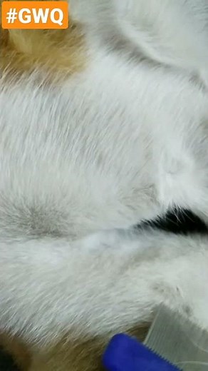 How to remove fleas from cat