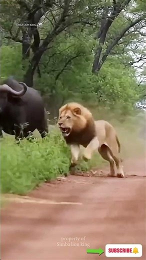 lion vs buffalo#feedshorts #lion #buffalo #animals