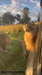 397K views · 15K reactions | Sunrise at GG & Samburu ‘marks’ my car every day almost with a smirk on his face  now that’s Leo Attitude ♌️ for ya  | GG Conservation Glen Garriff | Facebook