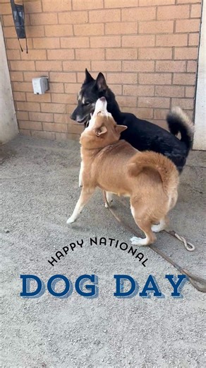 16 reactions | Happy #NationalDogDay! As we celebrate our canine friends, we also want to thank our staff, volunteers, rescue partners, and community who are committed to helping our shelter dogs! Visit any of our six Centers while adoption fees for dogs and puppies are $20, excluding the $20 dog license fee for LA City residents; and cat and kitten adoption fees are waived, thanks to @petcolove #LACityPets #Adopt #Foster #ClearTheShelters | LA Animal Services | Facebook
