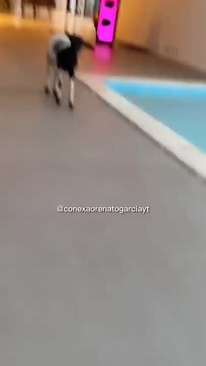 Playful Baby Goat Roaming by Swimming Pool