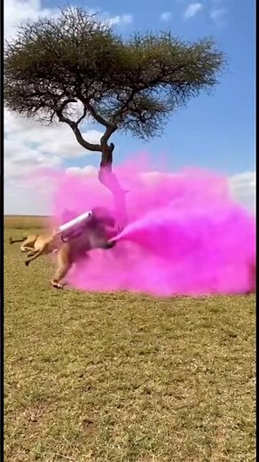 Monkey vs Lion Funny Moments 🐒🦁 #funnyanimals #wildlifecomedy #animalfails #savannamoments