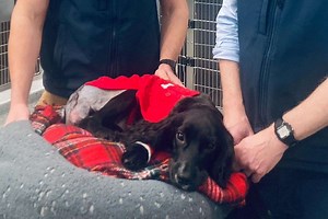 Six-legged dog has her extra limbs removed