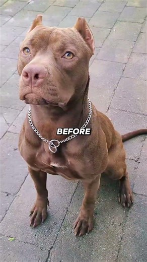 3 Most Powerful Dog Breeds Explained