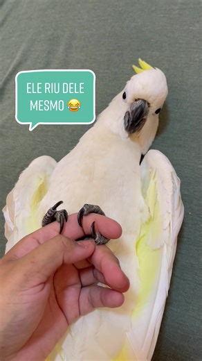 EU NAO SEI LIDARR GNT KKKKKKKKK EU AMO D 😂❤️ #fyp #viral #foryou