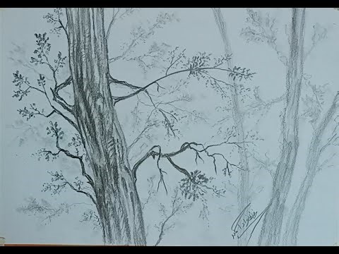 How to Draw Tree Step-by-Step | #Pencildrawing | #howtodraw