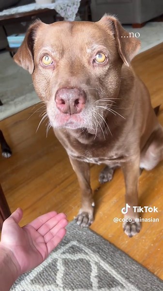 Asking Coco to do the same trick over & over again #dog #dogsoftiktok #dogsvideo #dogs #labpitmix