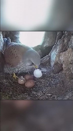 Unbelievable! Crow Pays Dearly for Eating Eggs