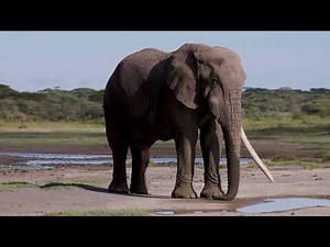Elephant and Its Body Parts | Fun Learning Video for Kids
