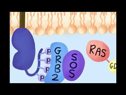 EGFR/Ras Pathway Relay Race