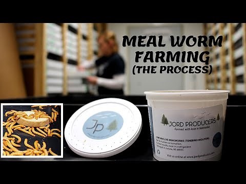Meal Worm Farming(The PROCESS)