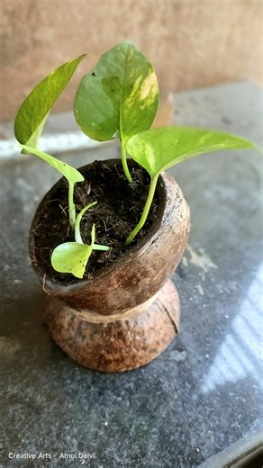 DIY Coconut Shell Plant Pot | Creative Art by Amol Dalvi