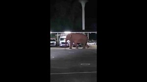 Wild elephant visits police station surprising cops on night shift