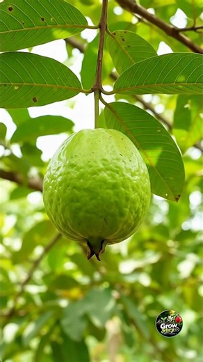 Guava Life Cycle🍈 From Seed to Ripe Guava | Plant Growth Timelapse #shorts #guava #fruit #timelapse