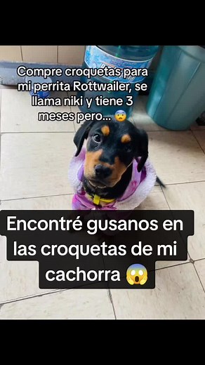 Gusanos en la comida de mi mascota: una experiencia horrible