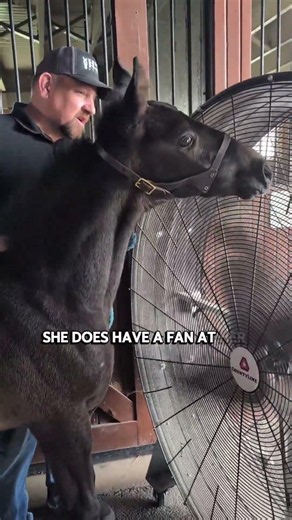 One of the most important jobs we have with young horses isn't teaching them what to think