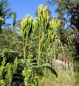 Tagetes Minuta | Khaki Weed | Little Marigold | Muster John Henry | 20 Seeds - Etsy