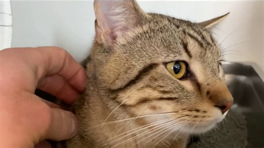 Bill Proposes Stricter Animal Abuse Laws in Mass.