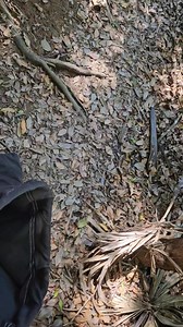 2.3K views · 35 reactions | Diamond python from Figtree this morning. Gave a couple of bush walkers a bit of a treat while releasing it. | Illawarra Snake Catcher | Facebook