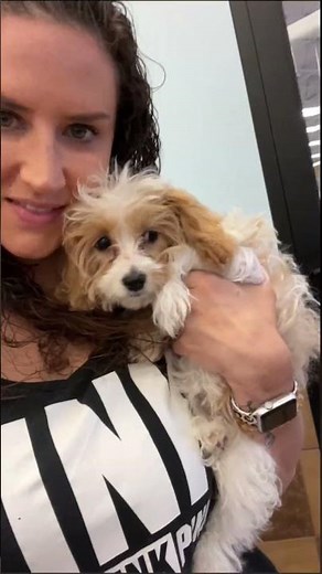 CAVAPOOS FIRST HAIR CUT!! #puppy #cute