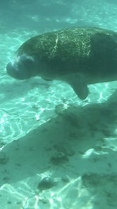 Thanks, Alyssa, we're so glad you had an amazing experience with us & a successful Manatee adventure! We appreciate your review, Captain Matt & Jacob said thanks! 😊 ManateeTourandDive.com #manateetouranddive #manatees #manateelove #crystalriverfl | Manatee Tour and Dive