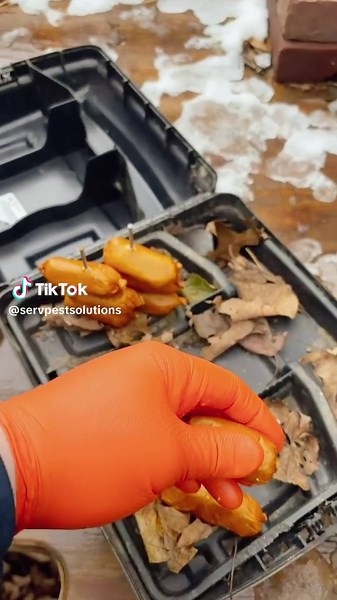 Rodent control is not always about removal. Sometimes it is about reducing the problem at its source. Evolve bait works by limiting how quickly mice and rats can reproduce. When consumed consistently, it uses cottonseed oil to disrupt their ability to have new litters, which helps lower populations over time. Less breeding means less activity around your home. At ServPest Solutions, we focus on long term solutions that actually make a difference. 📞 Ready for a smarter approach to rodent control