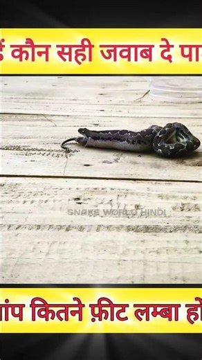 Common Sand Boa Vomiting | Rare Snake Behaviour | Caught on Camera 🐍