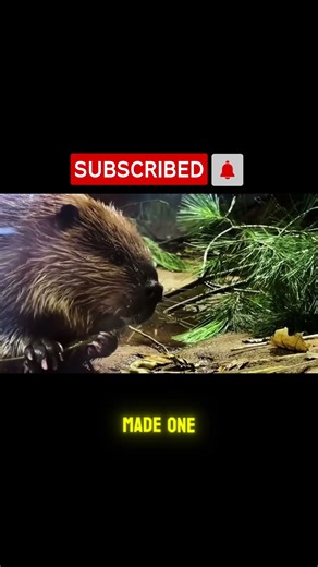 From Extinction to Explosion: The Beaver Comeback Story!