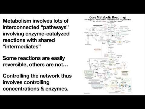 Metabolic logic 2: reversible vs irreversible rxns, regulatory principles & ATP as cellular currency